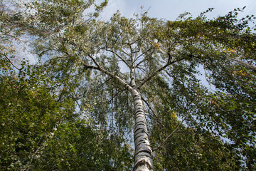 Fototapeta premium Green tree foliage in spring city park