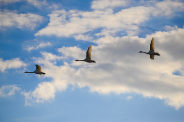 青空を飛ぶ白鳥の群れ
