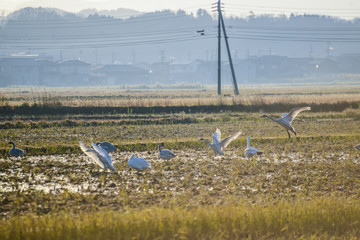 飛び立つ白鳥の群れ