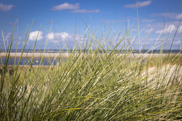 sand dunes with grass and a beach, Ameland Island, The Netherlands