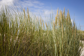 Fototapeta premium dune grass in the wind at a sunny afternoon in summer