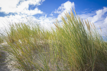 dune grass in the wind at a sunny afternoon in summer