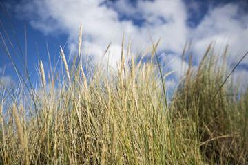 dune grass in the wind at a sunny afternoon in summer