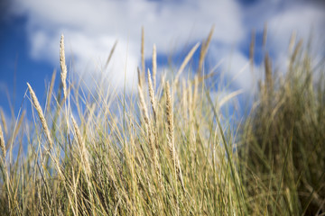Obraz premium dune grass in the wind at a sunny afternoon in summer