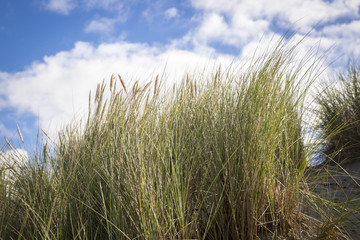 Obraz premium dune grass in the wind at a sunny afternoon in summer