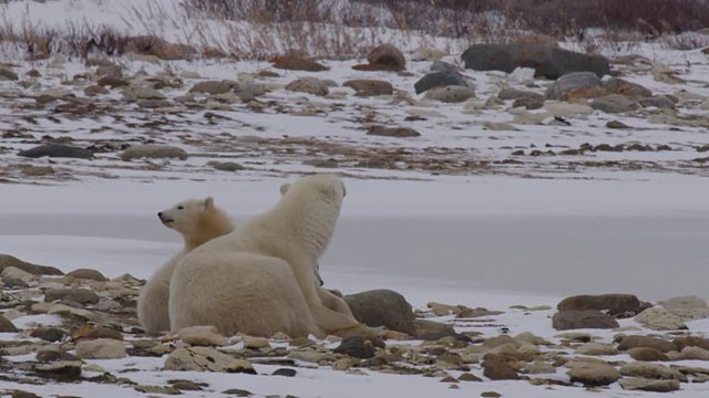 Weary polar bear mother adjusts position as fluffy cubs look around