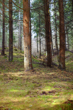 Fototapeta Northern Forest