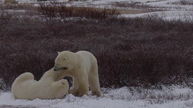 Slow motion - Polar bears bight and clash in wind and tundra snow