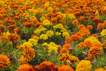 Fototapeta na wymiar Mantle of flowers. Extension of yellow and orange flowers. 