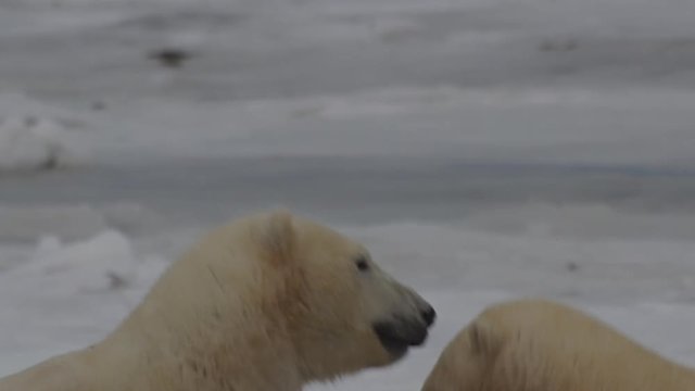 Slow motion - tight on heads of sparring polar bears on sea ice