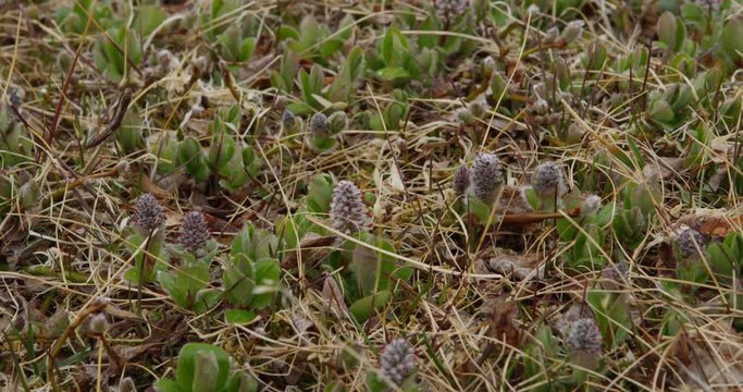 Close on forbs in tundra with small grey red flowers