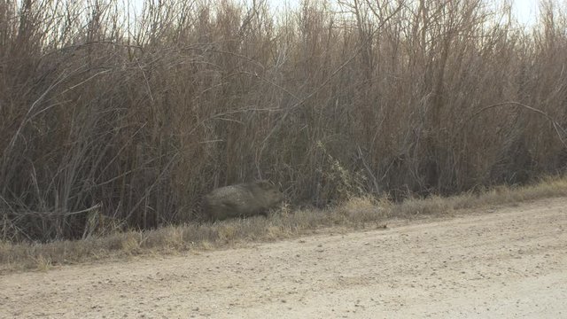 Javelina Walks Out of Thicket and Across Dirt Road