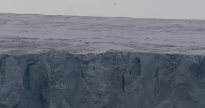 Sea bird (Glaucus Gull) flies along the front of a massive ice sheet on Svalbard