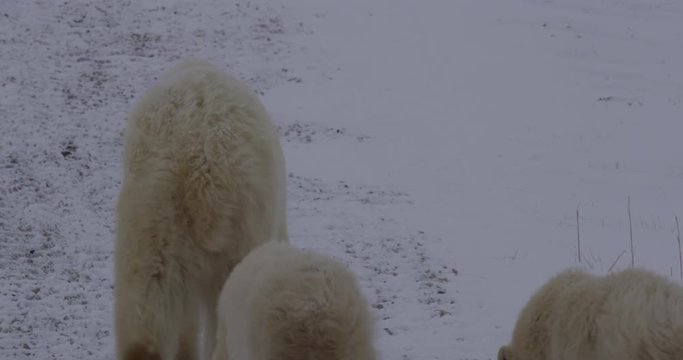Twin polar bear cubs follow mum leaving over snowy tundra