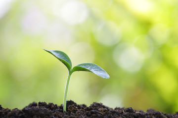 Growing sprout
