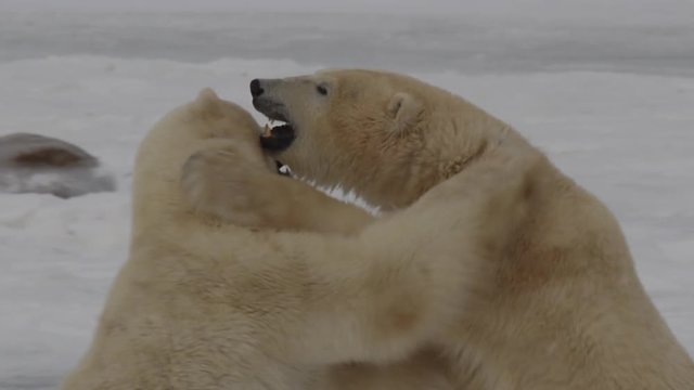 Slow motion - two polar bears punch and bight standing