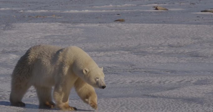 Young polar bear walks on ice to shore towards afternoon sun