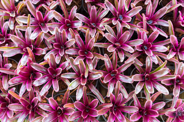 Aechmea fasciata kind of local Brazil Plants.