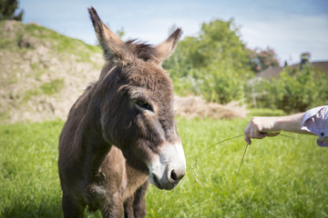 Naklejka na ściany i meble donkey in a field with a hand feeding him