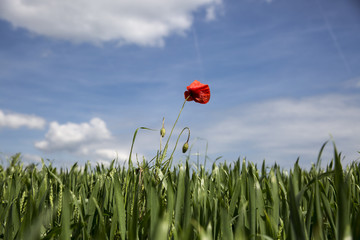 Lonely red possy flower in a green wheat fiels