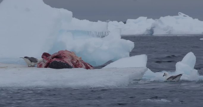 Kittiwakes picking at whale carcass on passing iceberg