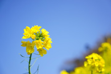 Obraz premium 菜の花のアップ