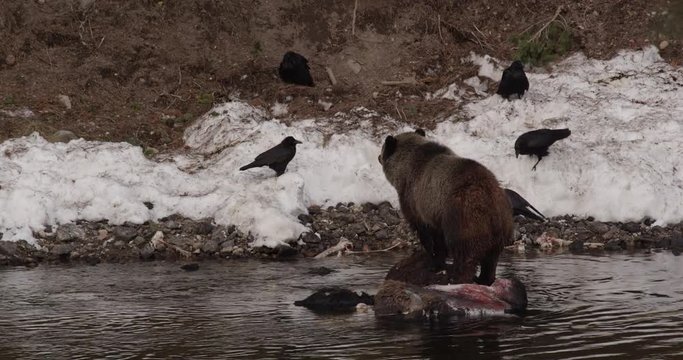 Grizzly stands on bison and tears off flesh with claws and chews
