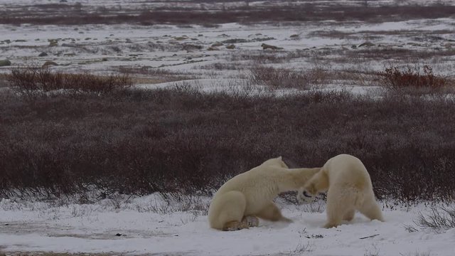 Slow motion - polar bears box and spar in the wind and the willows