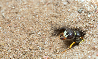 European beewolf, Philanthus triangulum in sand