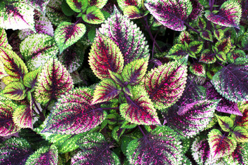 selective focus on colorful green leaf background