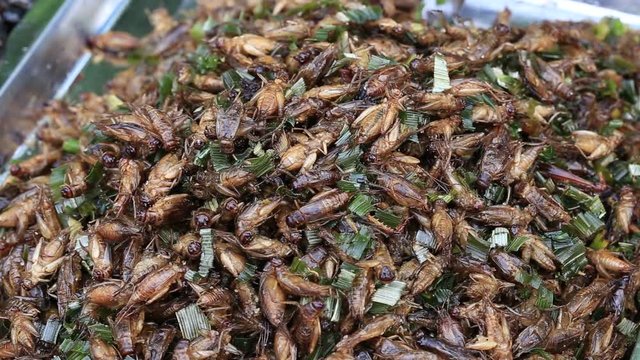 Edible roasted and spiced meal beetles. Bug fried on street food in Thailand. Fried insect is the food on the Thai market close up .