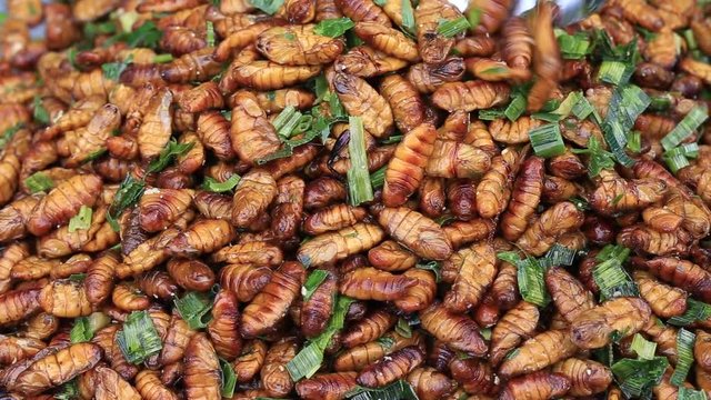 Edible roasted and spiced meal worms, Bugs fried on street food in Thailand. Fried larva is the food on the Thai market closeup.