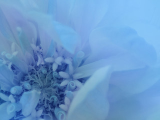 blue flower on the transparent  blue blurred background. Close-up. floral composition. floral background.  Nature.