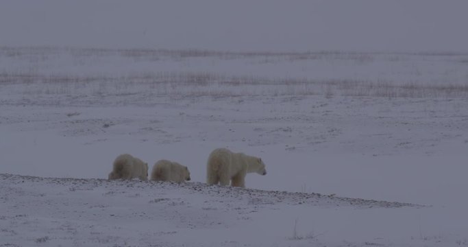 Polar bear family walks off of gravel esker in tundra