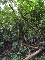 The Jungle