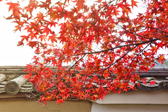 Red maple tree background