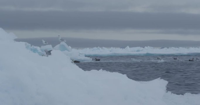 Gulls on iceberg with whale carcass as it emerges from ice