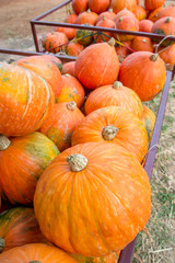 Close-up detail of freshly-harvested pumpkins towed on a metal cart, vertical orientation. Agriculture and autumn concept.