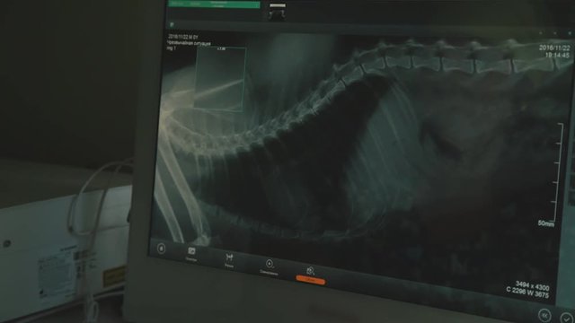 Screen computer monitor: X-ray picture of a dog skeleton. The doctor is a veterinarian examines dog X-ray image. Labrador dog skeleton. Doctor vet working at the computer. Electronic X-ray image.