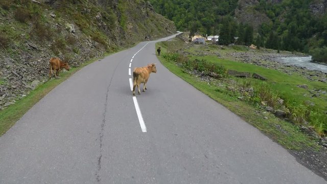 Car riding on mountain road along river, cattle walking around, village ahead   