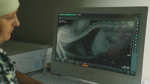 Screen computer monitor: X-ray of an animal. The doctor is a veterinarian examines dog X-ray image. Labrador dog skeleton. Doctor vet working at the computer. Electronic X-ray image.