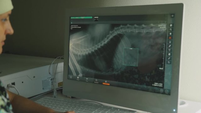 Screen computer monitor: X-ray of an animal. The doctor is a veterinarian examines dog X-ray image. Labrador dog skeleton. Doctor vet working at the computer. Electronic X-ray image.