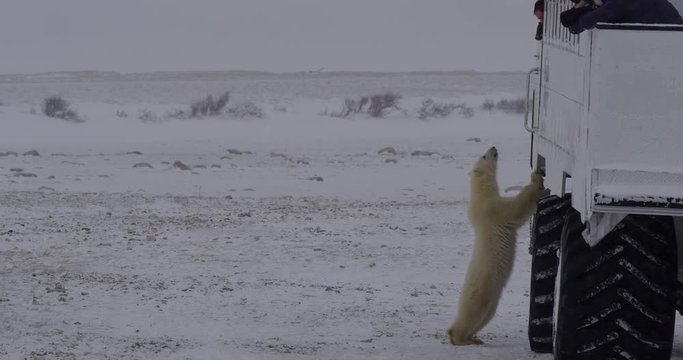 Polar bear cub stands against buggy as photographers take pictures