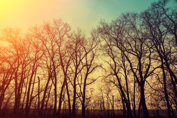 Trees without leaves at sunset light