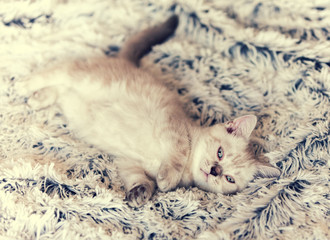 Cute siamese kitten lying on a blanket