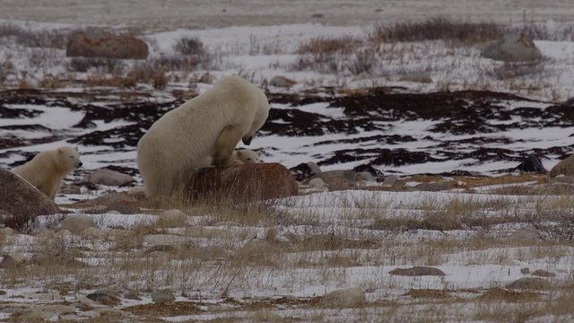 Mother polar bear stands on rock looking for threats to her cubs