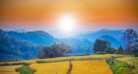 barley field in sunset