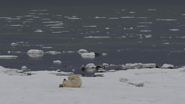 Playful polar bear rolls around on icy shore of arctic sea