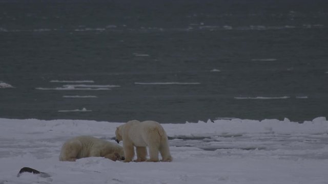 Two polar bears wrestle on sea ice next to open water on gray day