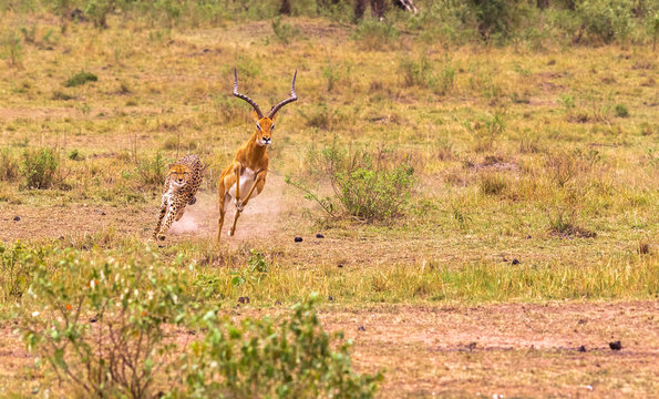 Photo series: Cheetah hunting for big Impala. The high-speed episode. Masai Mara, Kenya